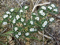 Red-Root Cryptantha