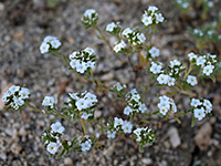 Bajada lupine