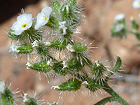 Cryptantha muricata