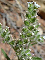 Pointed CatsEye, Cryptantha Muricata