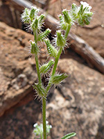 Cryptantha nevadensis