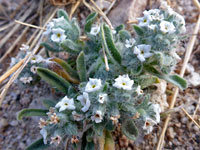 Cryptantha nubigena