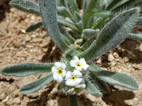 Small white flowers