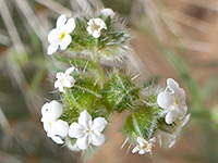 Wingnut cryptantha