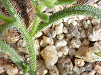 Wingnut Cryptantha, Cryptantha Pterocarya