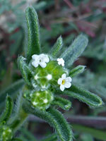 Flower clusters