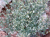 Bushy Cryptantha