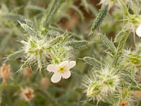 Hairy, spiny leaves