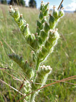 Cryptantha setosissima