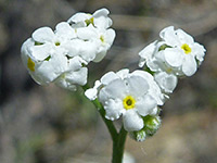 Cryptantha utahensis