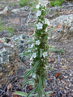 Cryptantha virgata