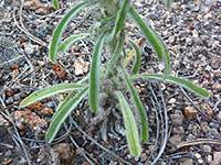 Hairy leaves