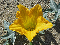 Cucurbita palmata