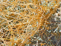 Cuscuta denticulata