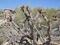 Buckhorn cholla buds and stems