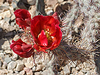 Flowers of cylindropuntia acanthocarpa