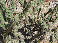 Cylindropuntia acanthocarpa var major