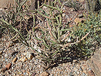 Green and brown stems