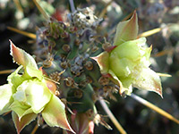 Yellow flowers of Arizona pencil cholla