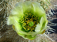 Yellow-green flower, Yellow-green flower of cylindropuntia bigelovii; in Culp Valley, Anza Borrego Desert State Park, California