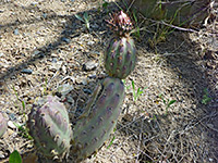 Reddish flower bud of California cholla