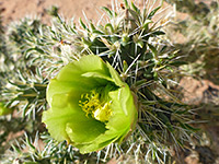 Silver cholla