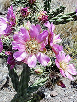 Cylindropuntia imbricata