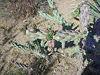 Buds and stems of tree cholla