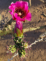 Flower and bud