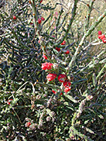 Stems and fruit