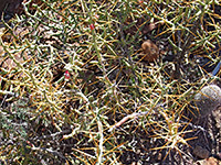 Cylindropuntia leptocaulis