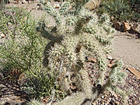 Munz's cholla