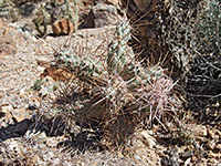 Spiny stems of coastal cholla