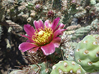 Cylindropuntia prolifera