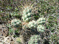 Coastal cholla