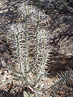 Young diamond cholla plant