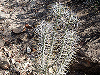 Cylindropuntia ramosissima - thick spines