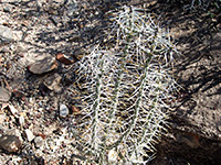 Cylindropuntia ramosissima