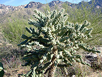 Cylindropuntia spinosior