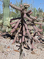 Cane cholla plant