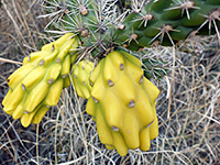 Yellow fruit