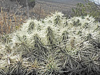 Icicle cholla