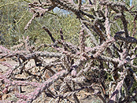 Cylindropuntia versicolor