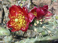 Cylindropuntia versicolor