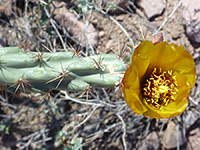 Cylindropuntia versicolor