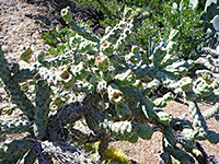 Cylindropuntia x kelvinensis