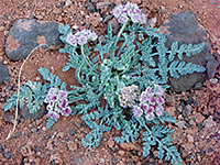 Cymopterus bulbosus