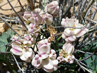 Gilman's cymopterus