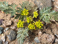 Cymopterus glomeratus