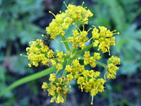 Flat-topped flower cluster